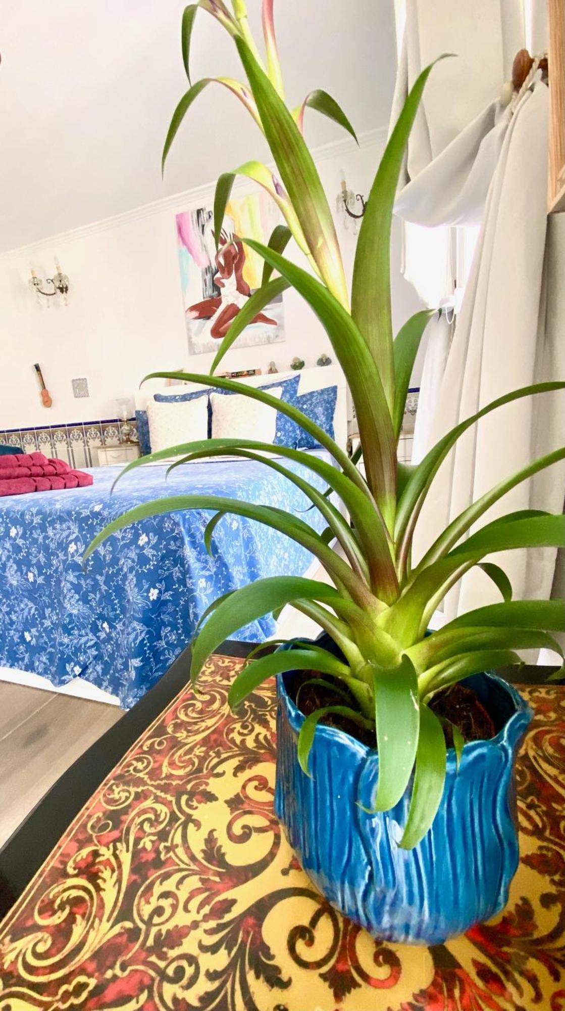 Zenit Olhao Bed & Breakfast מראה חיצוני תמונה